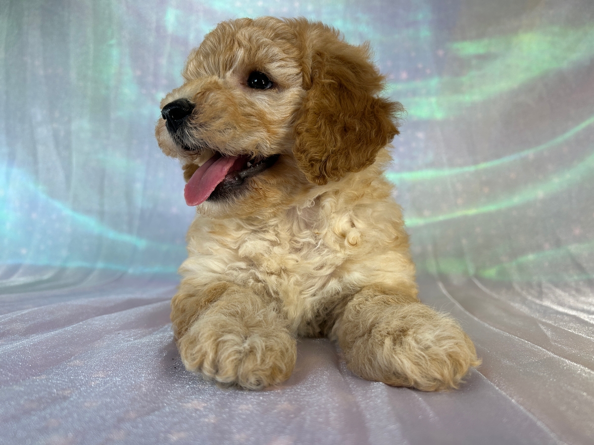 Female Miniature Golden Doodle Puppy for Sale DOB 4-26-2026 $1200